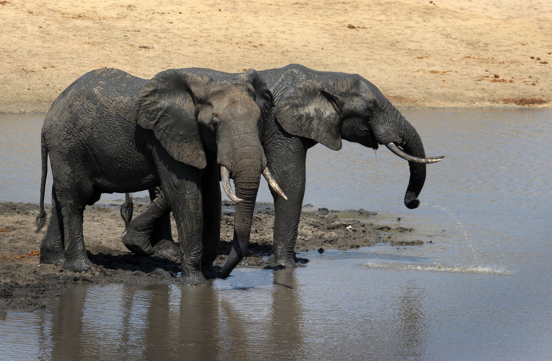 elephant walking on the water